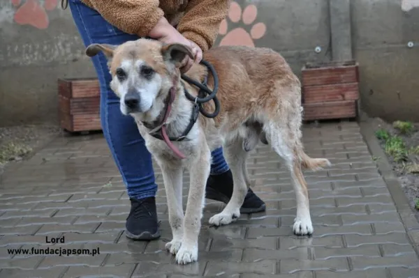 Pies do adopcji, Nowy Dwór Mazowiecki, 29 grudnia 2023 (4/5)