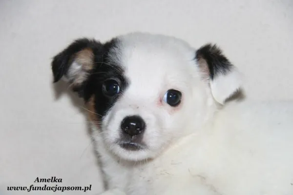 Pies do adopcji, Nowy Dwór Mazowiecki, 29 grudnia 2023 (1/4)