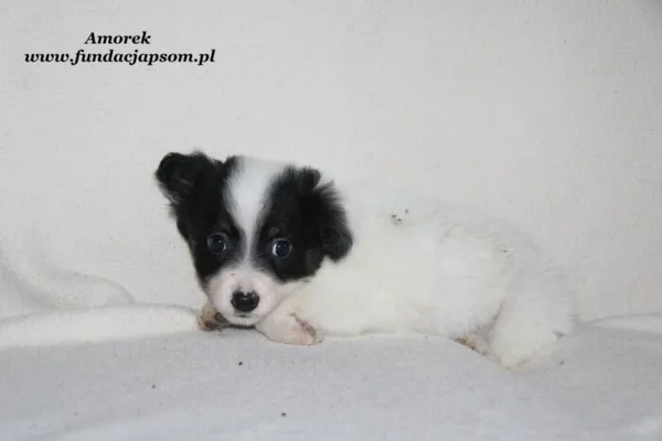 Pies do adopcji, Nowy Dwór Mazowiecki, 29 grudnia 2023 (2/5)