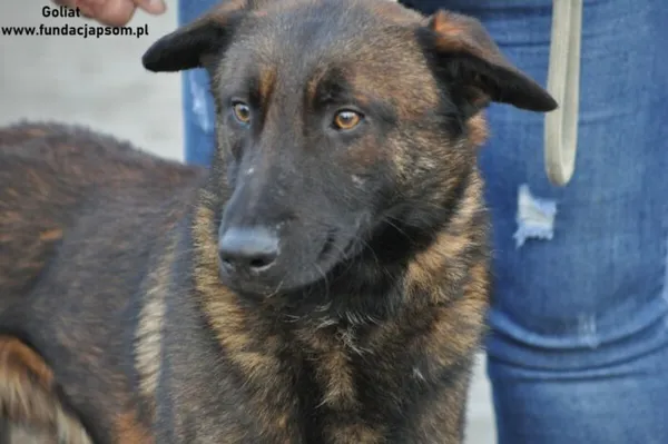 Pies do adopcji, Nowy Dwór Mazowiecki, 29 grudnia 2023 (2/4)