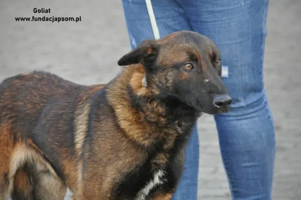 Pies do adopcji, Nowy Dwór Mazowiecki, 29 grudnia 2023 (4/4)
