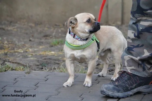 Pies do adopcji, Nowy Dwór Mazowiecki, 31 grudnia 2023 (3/5)