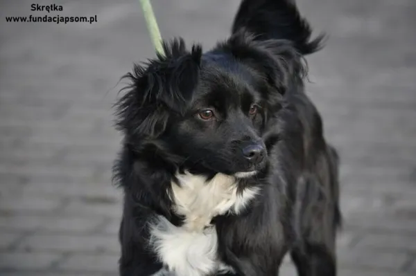 Pies do adopcji, Nowy Dwór Mazowiecki, 31 grudnia 2023 (1/5)