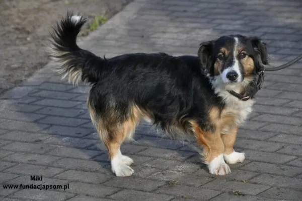 Pies do adopcji, Nowy Dwór Mazowiecki, 31 grudnia 2023 (2/5)