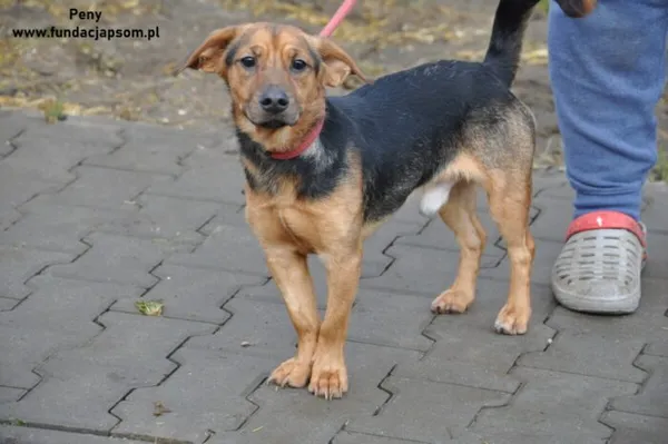 Pies do adopcji, Nowy Dwór Mazowiecki, 31 grudnia 2023 (2/4)