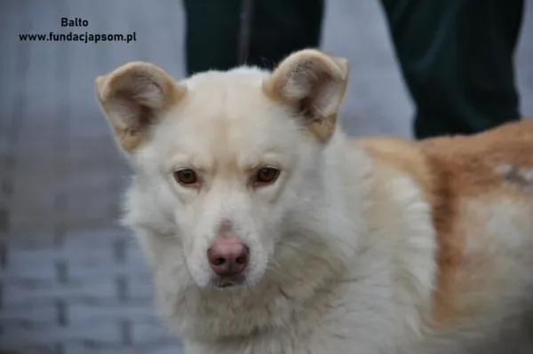 Pies do adopcji, Nowy Dwór Mazowiecki, 30 grudnia 2023 (5/5)