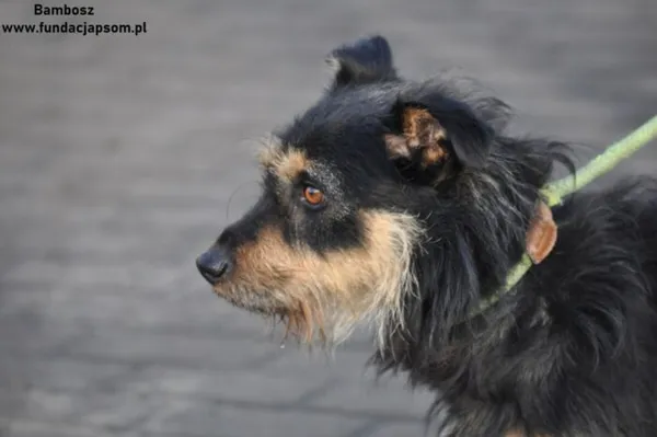 Pies do adopcji, Nowy Dwór Mazowiecki, 31 grudnia 2023 (5/5)