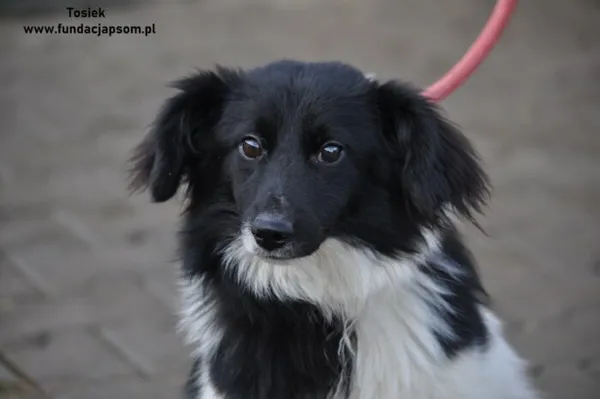 Pies do adopcji, Nowy Dwór Mazowiecki, 31 grudnia 2023 (2/5)