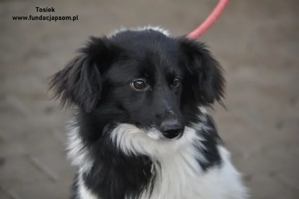 Pies do adopcji, Nowy Dwór Mazowiecki, 31 grudnia 2023 (4/5)