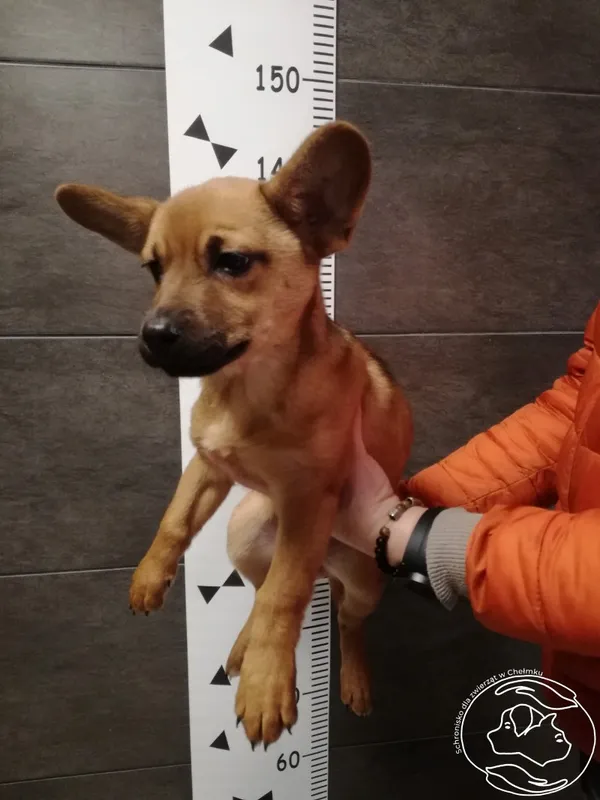 Znaleziono psa, Chełmek, 1 stycznia 2024