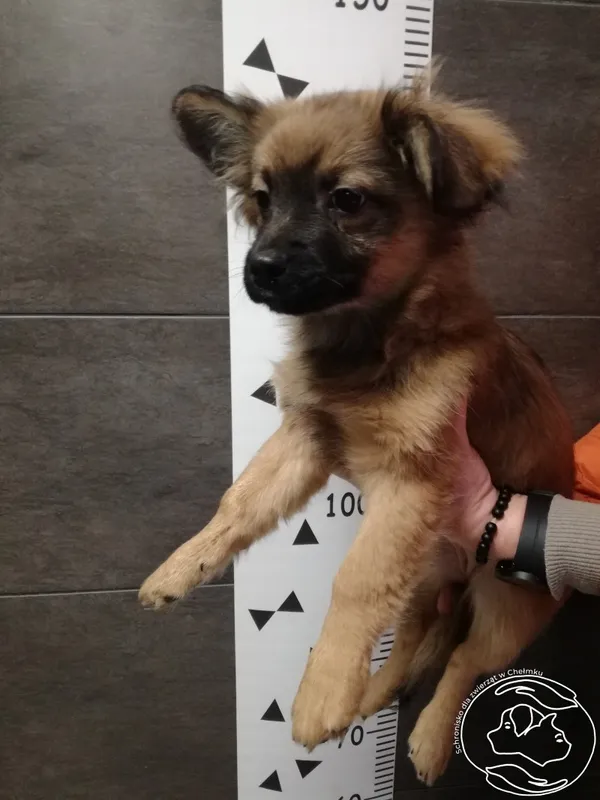 Znaleziono psa, Chełmek, 1 stycznia 2024