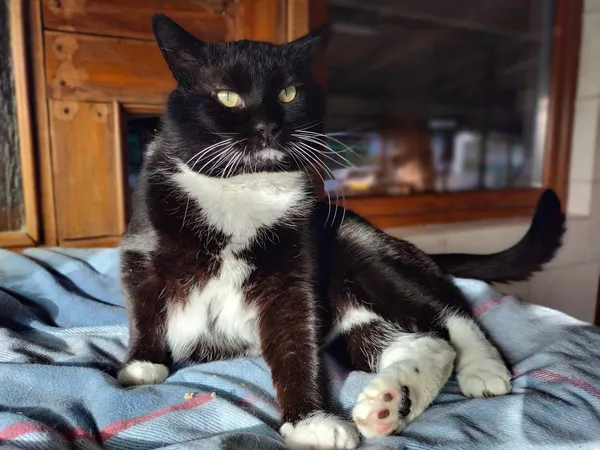 Znaleziono kota, Chojnice, 2 stycznia 2024 (3/4)