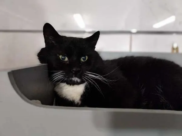 Znaleziono kota, Chojnice, 2 stycznia 2024 (4/4)