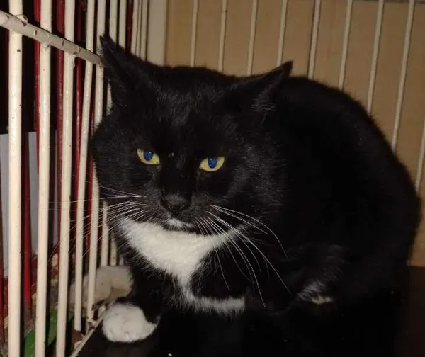 Znaleziono kota, Chojnice, 2 stycznia 2024 (2/4)