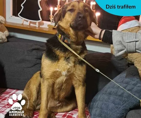 Znaleziono psa, Dąbrówka, 31 grudnia 2023 (1/2)