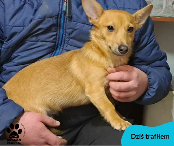 Znaleziono psa, Dąbrówka, 28 grudnia 2023