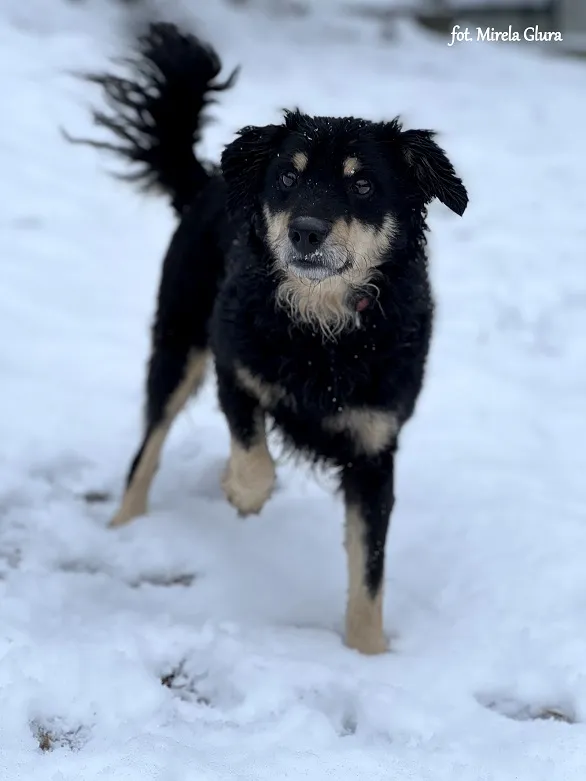 Pies do adopcji, Bydgoszcz, 20 stycznia 2024 (5/5)