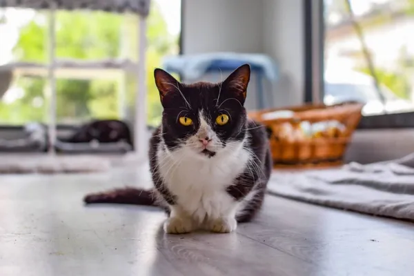 Kot do adopcji, Radom, 5 września 2025 (1/5)