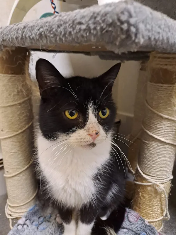 Kot do adopcji, Radom, 5 września 2025 (2/5)