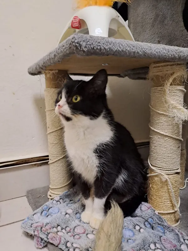 Kot do adopcji, Radom, 5 września 2025 (3/5)