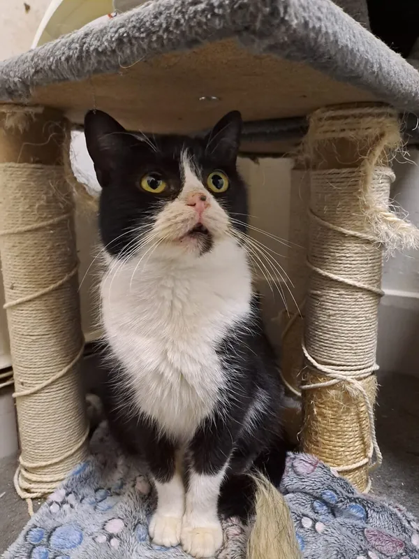 Kot do adopcji, Radom, 5 września 2025 (4/5)