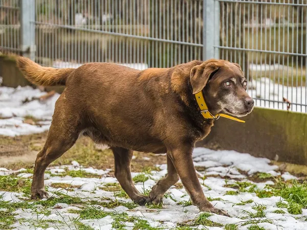 Pies do adopcji, Sopot, 4 stycznia 2024 (2/5)