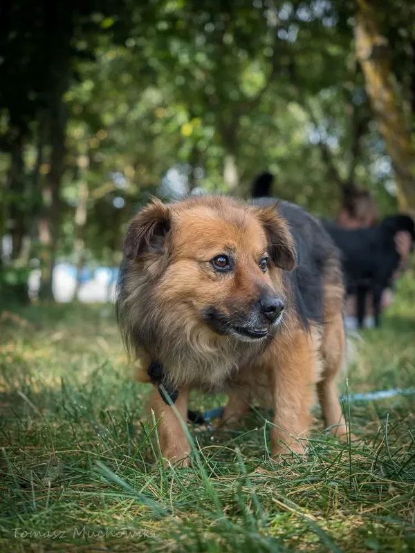 Pies do adopcji, Radom, 10 września 2025 (1/5)