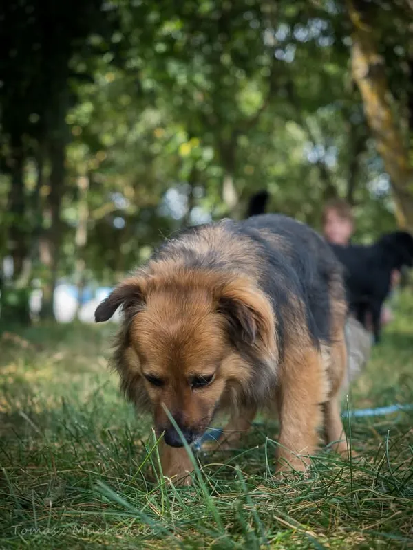 Pies do adopcji, Radom, 10 września 2025 (3/5)