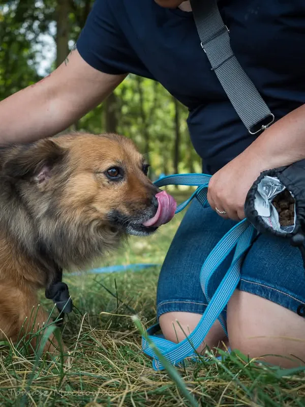 Pies do adopcji, Radom, 10 września 2025 (4/5)