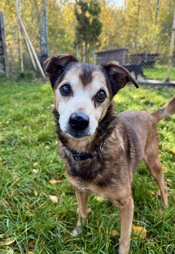 Znaleziono psa, Chojnice, 2 stycznia 2024 (2/2)