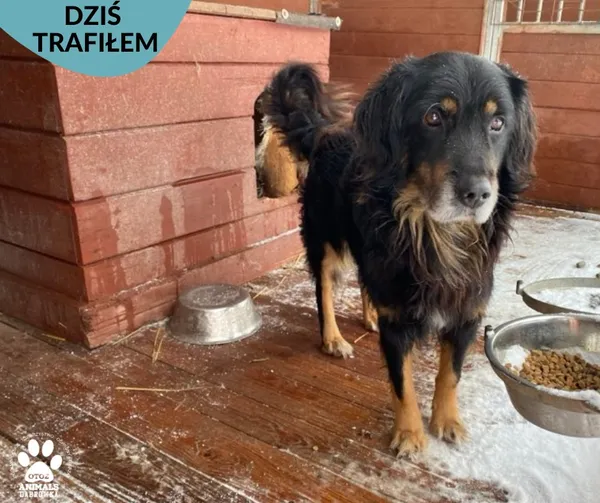 Znaleziono psa, Dąbrówka, 27 listopada 2023