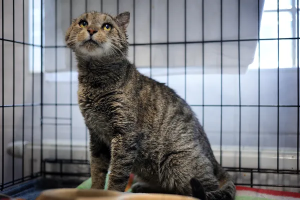 Znaleziono kota, Sosnowiec, 5 stycznia 2024 (3/4)