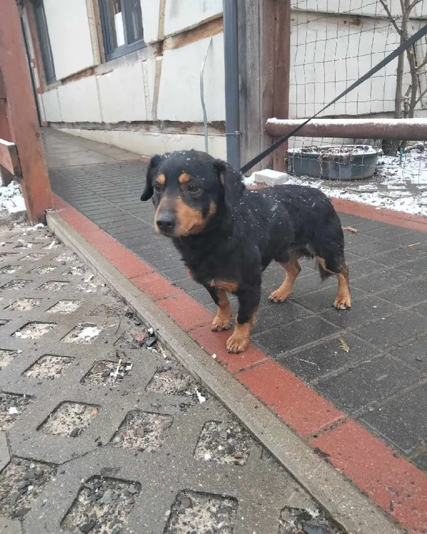 Znaleziono psa, Młodolino, 5 stycznia 2024