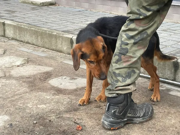 Pies do adopcji, Oborniki, 22 grudnia 2023 (5/5)