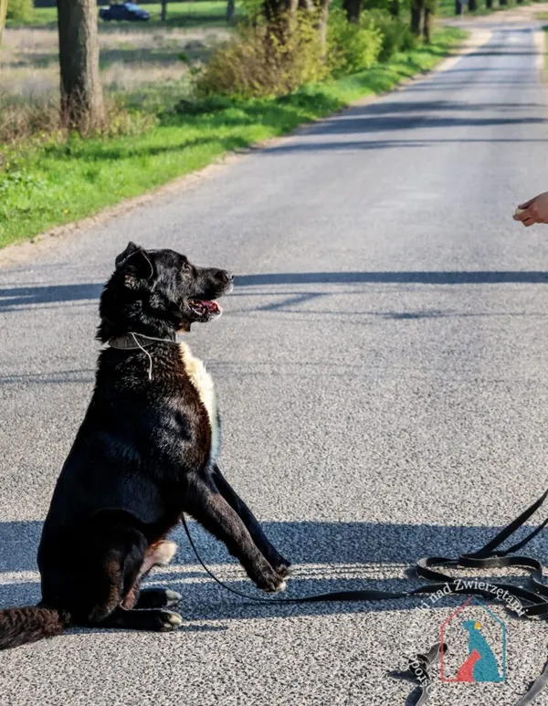 Pies do adopcji, Węgrowo, 20 grudnia 2023 (3/5)