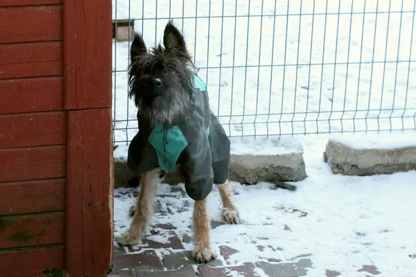 Pies do adopcji, Wałbrzych, 23 grudnia 2023