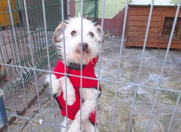 Pies do adopcji, Gorzów Wielkopolski, 9 stycznia 2024