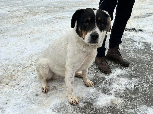 Znaleziono psa, Tatary, 11 stycznia 2024