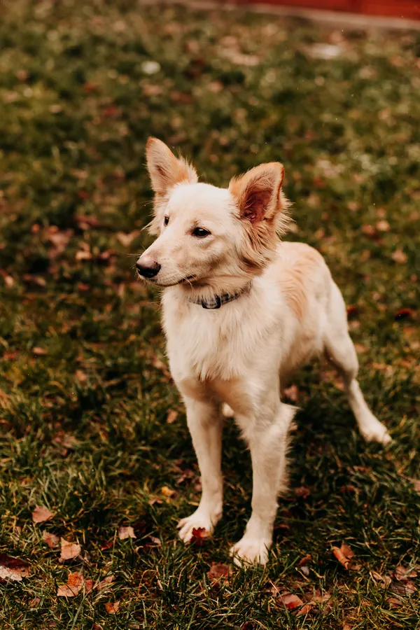 Pies do adopcji, Czartki, 11 stycznia 2024 (4/5)