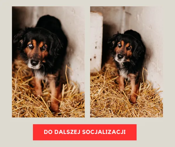 Pies do adopcji, Czartki, 11 stycznia 2024 (1/4)