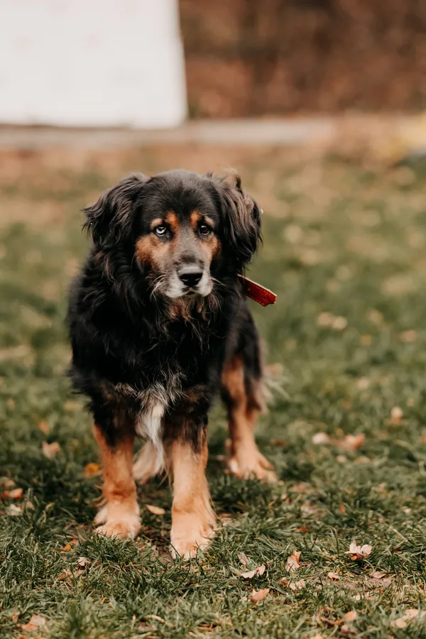 Pies do adopcji, Czartki, 11 stycznia 2024 (2/4)