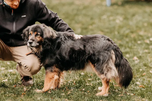 Pies do adopcji, Czartki, 11 stycznia 2024 (3/4)