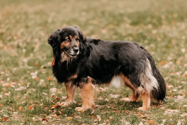 Pies do adopcji, Czartki, 11 stycznia 2024 (4/4)