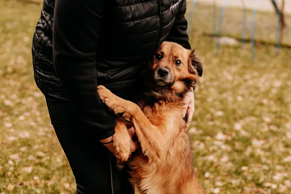 Pies do adopcji, Czartki, 11 stycznia 2024 (2/5)