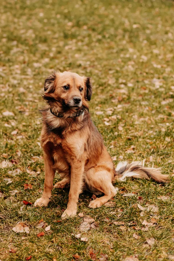 Pies do adopcji, Czartki, 11 stycznia 2024 (4/5)