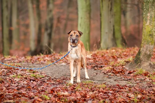 Pies do adopcji, Elbląg, 24 grudnia 2023 (3/5)