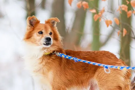 Pies do adopcji, Elbląg, 10 stycznia 2024 (2/4)