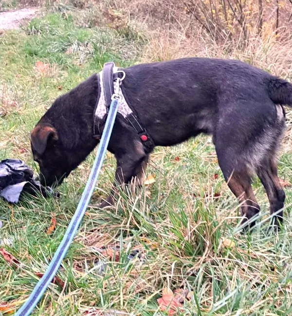 Pies do adopcji, Pawłowo, 11 stycznia 2024 (2/2)