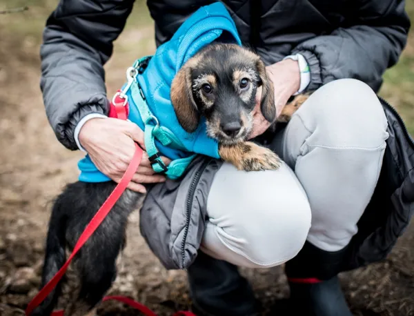 Pies do adopcji, Piła, 10 listopada 2023 (3/3)