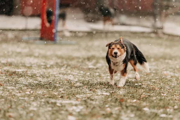 Pies do adopcji, Czartki, 12 stycznia 2024 (1/5)